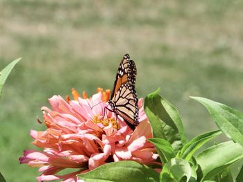 Close-up of butterfly pollinating on pink flower