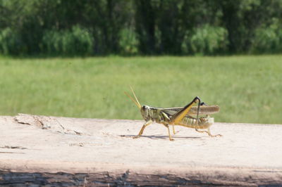 View of insect on field