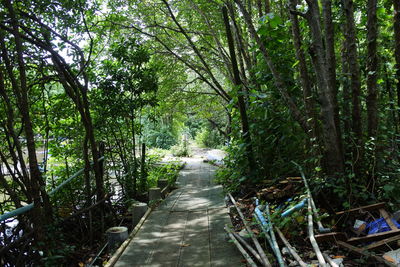 Footpath amidst trees in forest