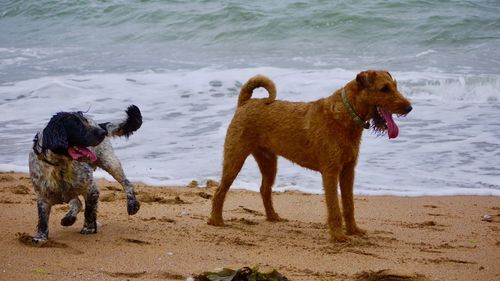 Dogs on beach