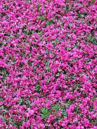 Full frame shot of flowers