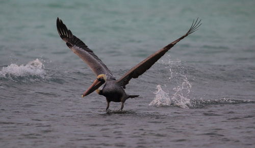 Close-up of seagull flying over sea