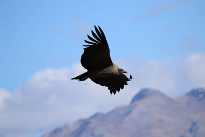 Low angle view of  condor flying in sky