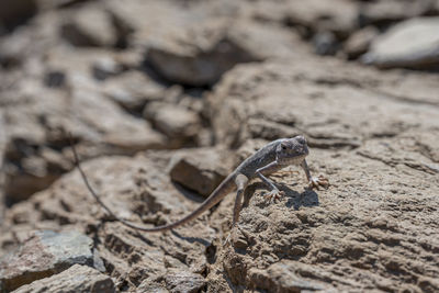 High angle view of lizard on rock