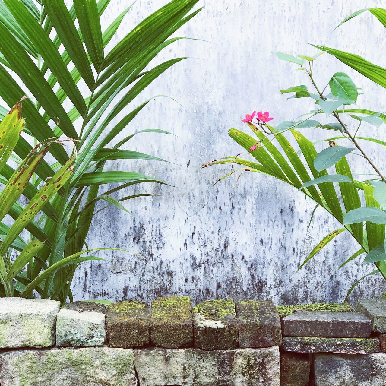 growth, plant, leaf, no people, outdoors, close-up, day, nature, tree, sky