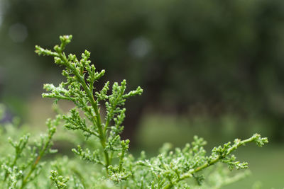 Close-up of fresh green plant in field