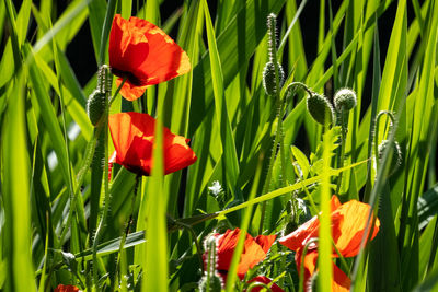 Close-up of red poppy flowers growing on field