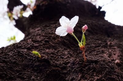 Close-up of white flowering plant