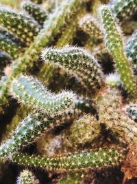 Cactus in a pot