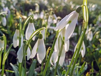 Close-up of white flowering plants on field