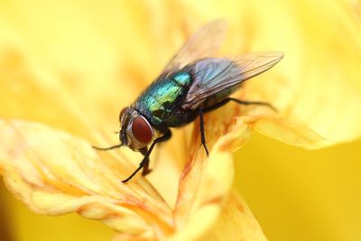Close-up of housefly