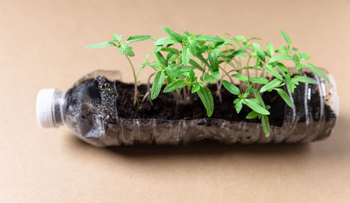 Close-up of potted plant on table