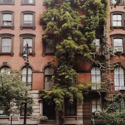 Creeper plant growing on building