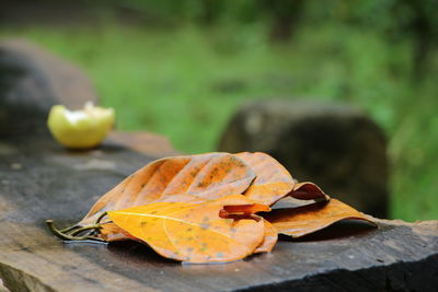 Close-up of dry leaves on wood