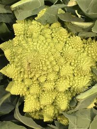 High angle view of yellow flowering plant