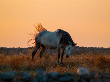 View of horse on field during sunset