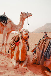 Camels in desert