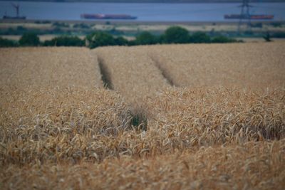 View of wheat field