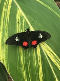 Close-up of butterfly on flower