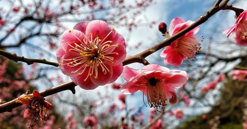 Close-up of pink cherry blossom