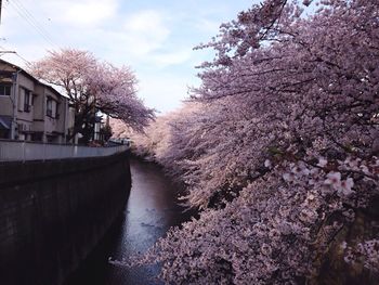 River with trees in background