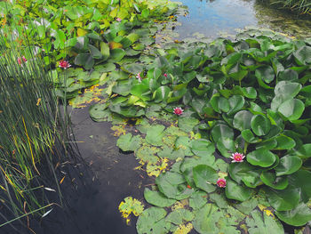 Water lilies on leaves floating on lake