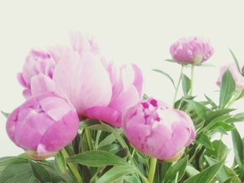 Close-up of pink flowers