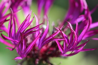 Close-up of flowers