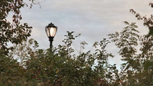 Close-up of plants against sky