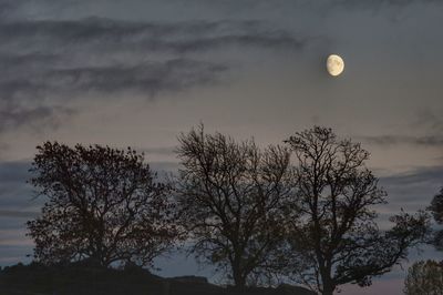 Low angle view of silhouette trees against sky at night