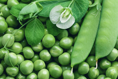 Green peas background with flower and pod