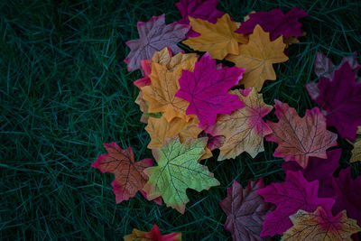 High angle view of maple leaves on field