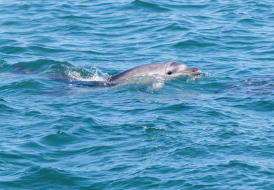 View of turtle in sea