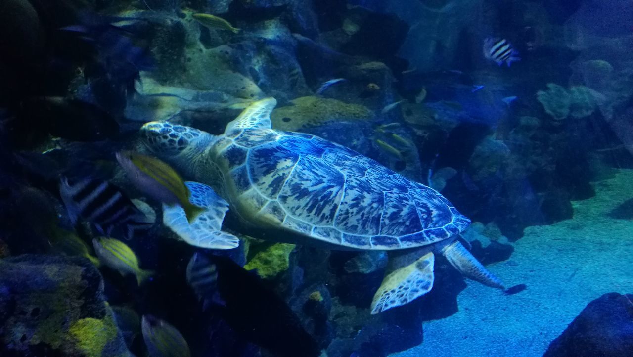 FISH SWIMMING IN AQUARIUM