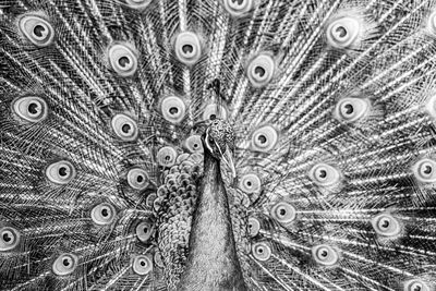 Male peacock displaying multicoloured, blue, green, gold, feathers in mating show fanned display