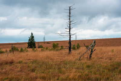 Plants on field against sky