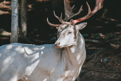 Close-up of deer on field