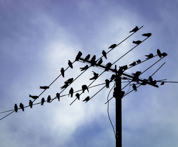 Low angle view of birds perching on cable