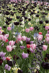 Close-up of pink flowers blooming outdoors