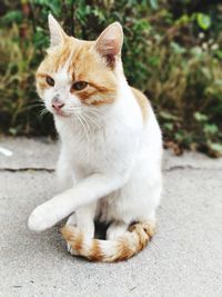 Portrait of cat sitting on street