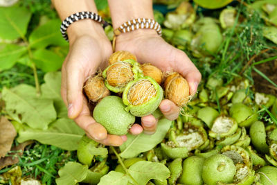 Cropped hand of woman holding vegetables