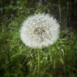 Close-up of dandelion