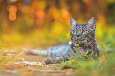 Portrait of a cat on a field