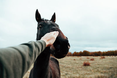 Cropped hand of man touching horse against sky