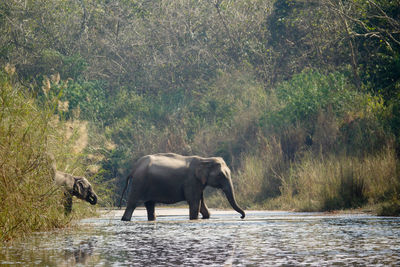 Side view of elephant in water