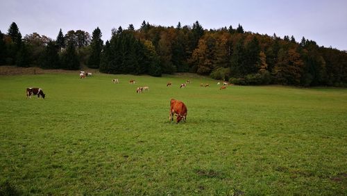 Cows grazing on field against sky