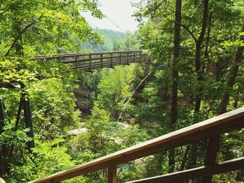 Footbridge in forest