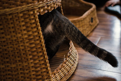 Close-up of a cat looking away