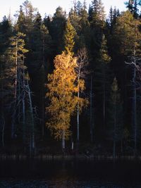 Trees by lake in forest during autumn