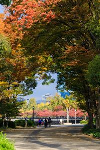 Road by trees in park during autumn